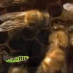 หะดีษที่ 49/1 การมอบหมายต่ออัลลอฮฺ